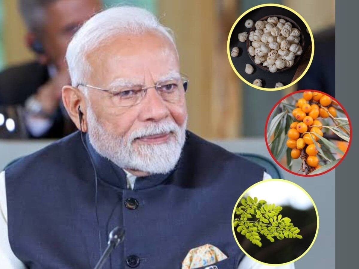 PM नरेंद्र मोदी के 7 सुपरफूड्स की लिस्ट, सी बकथॉर्न से मोरिंगा तक जानें इनके फायदे