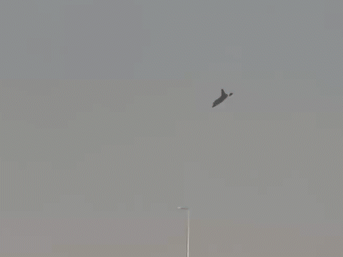 तेजस-क्रैश के बाद HAL का शेयर 2-दिन में 7% टूटा:₹4,452 पर आया; दुबई एयर-शो में हुआ था हादसा, पायलट नमांश स्याल की मौत